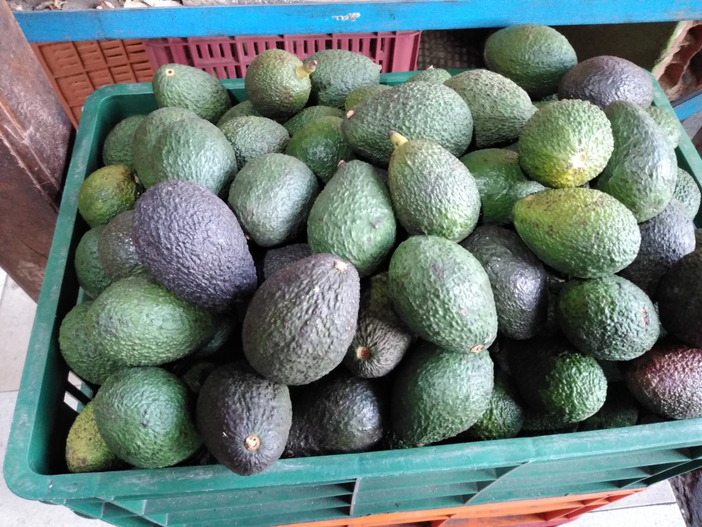 Aguacate Hass