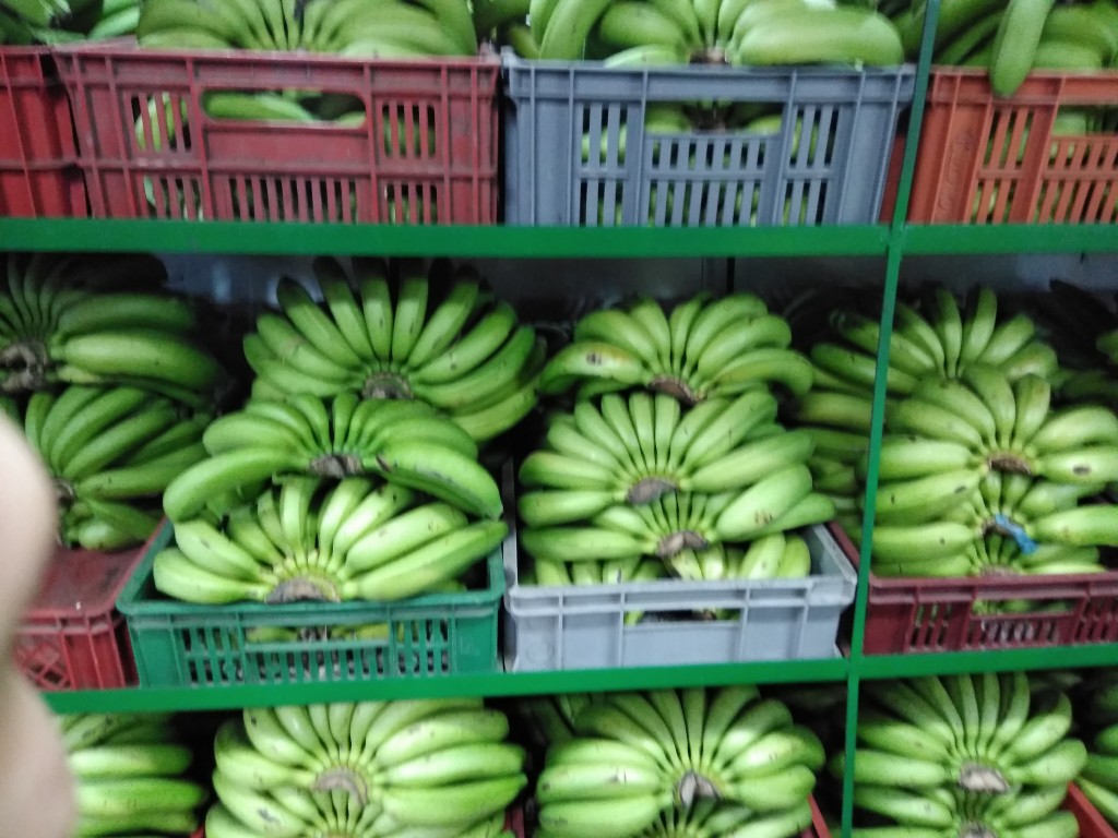Banano criollo