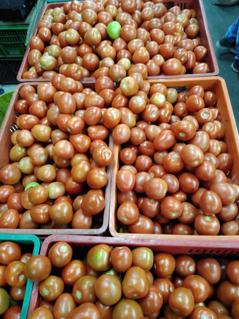 Tomate chonto grueso