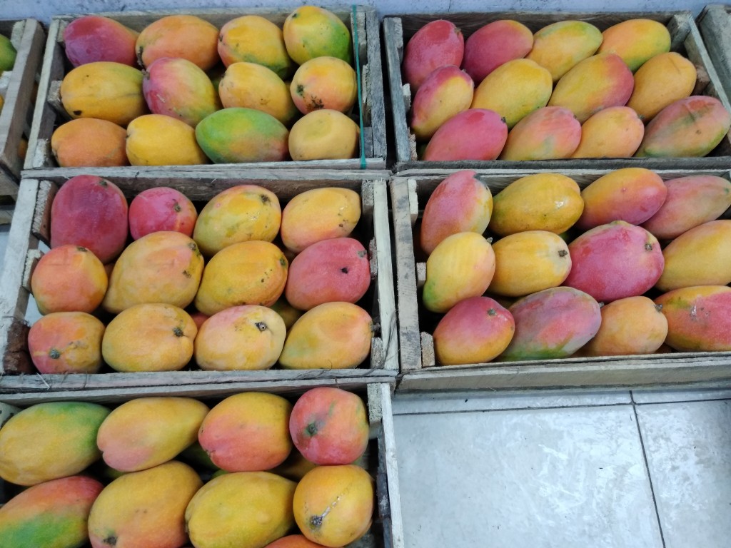 Mango yulimas