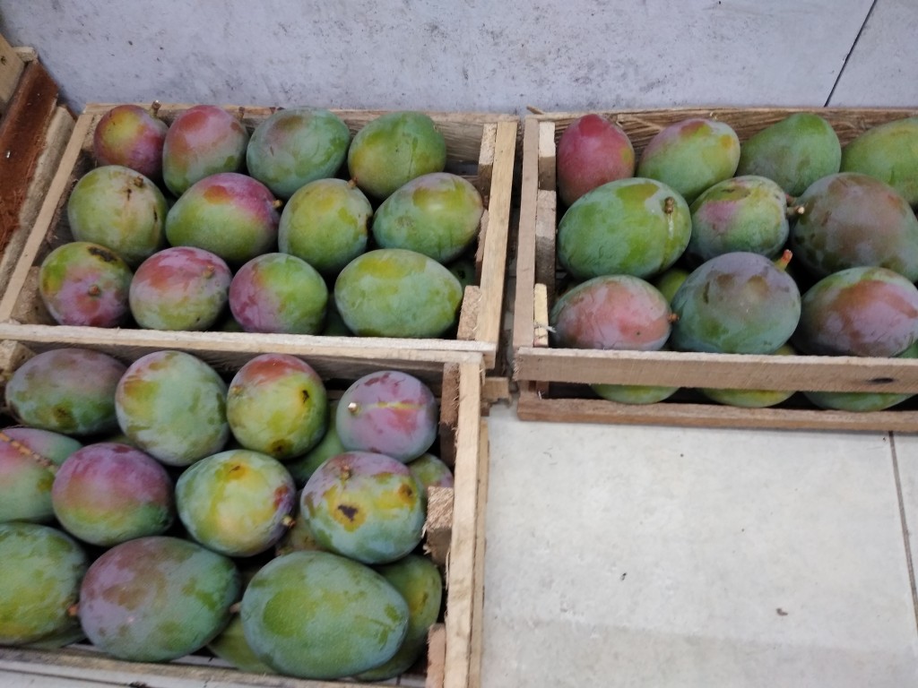 Mango sufaida