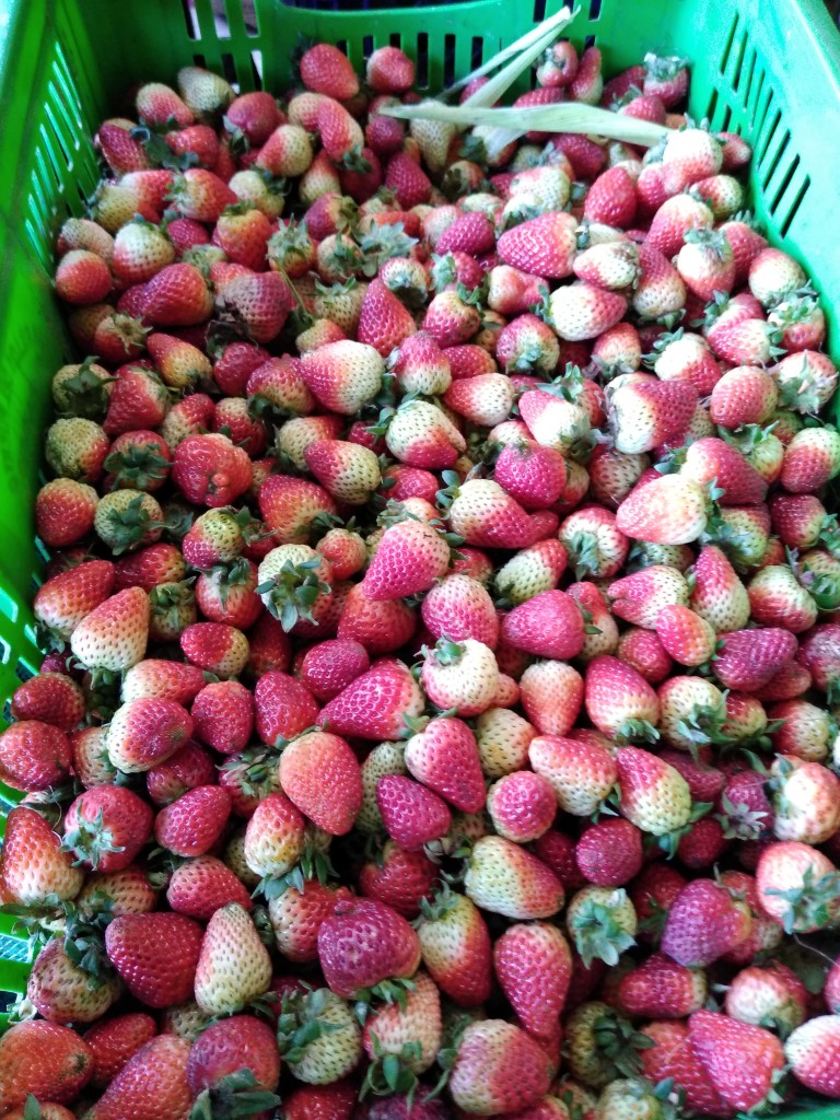 Fresa