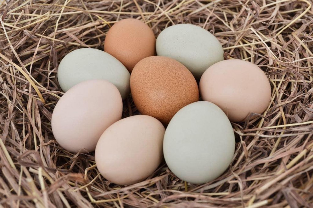 Huevos criollos campesinos