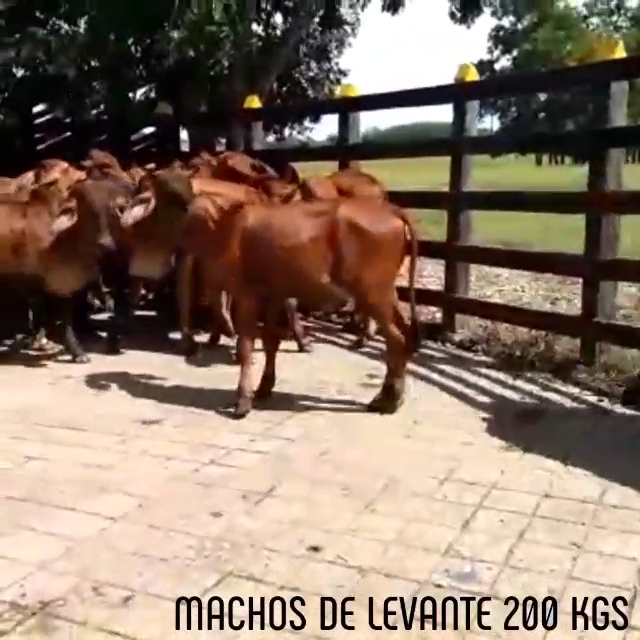 Machos de Levante 200KGS peso por kilo 5.500
