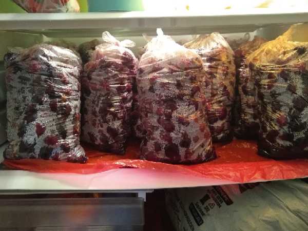 Kilo de moras refrigerado