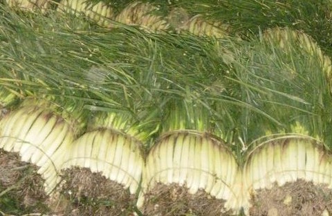 Cebolla larga