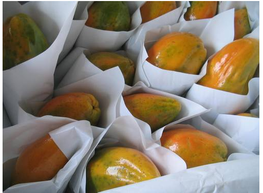 Papaya Tainung
