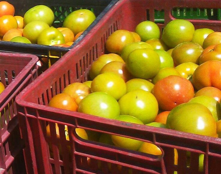 Tomate chonto selecto