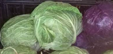 Lechuga Batavia