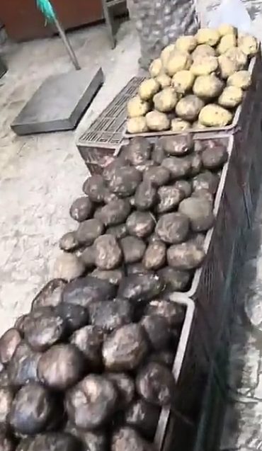 Papa pastusa