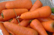 Zanahoria