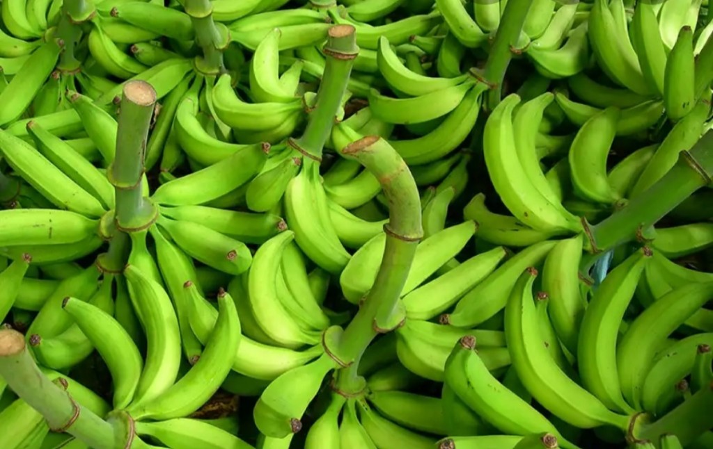 Platano harton