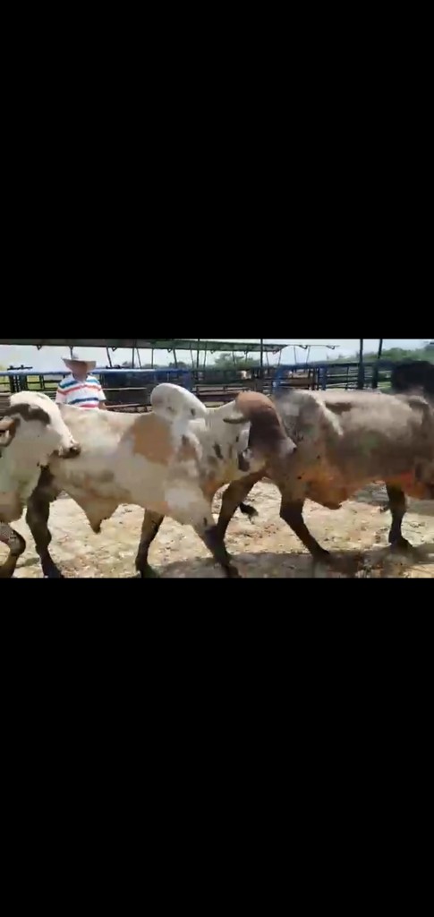 Toros gir