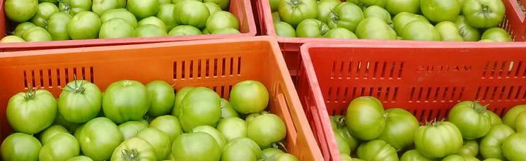 Tomate larga vida
