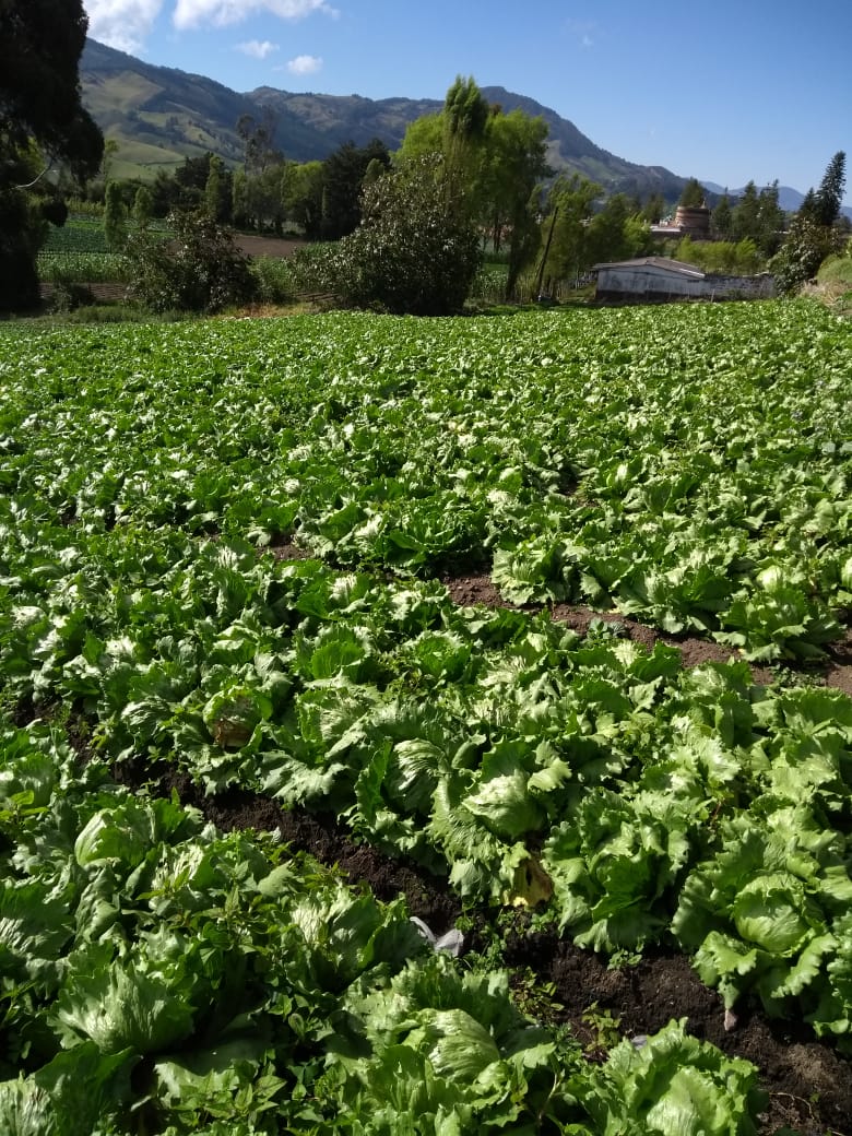 Lechuga batavia