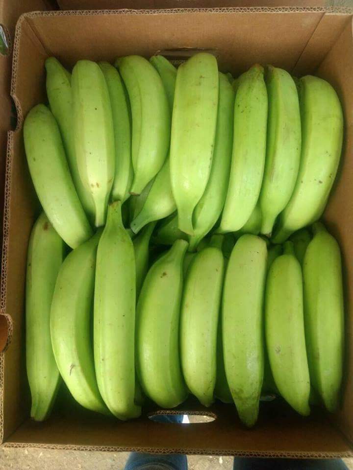 PLATANO HARTON