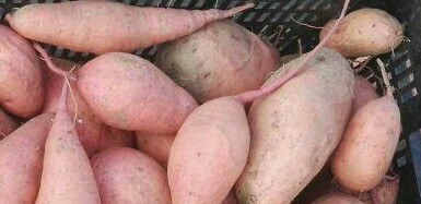 Batatas