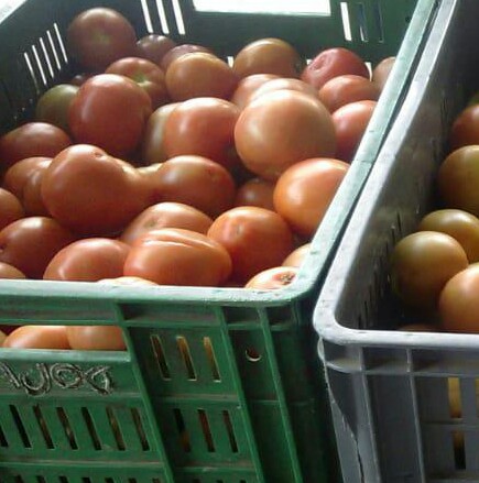 Tomate de segunda