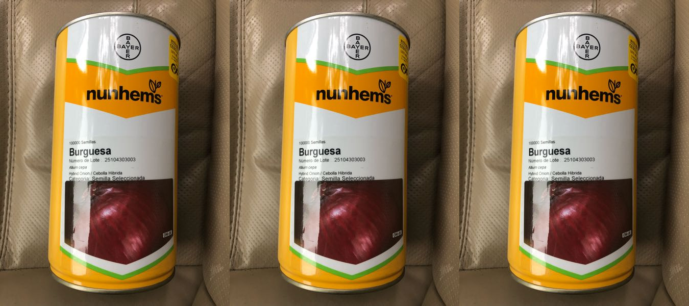 semilla de cebolla Burguesa