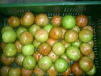 Tomate chonto