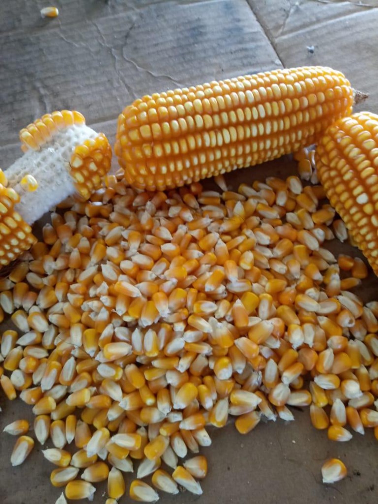 Maiz amarillo