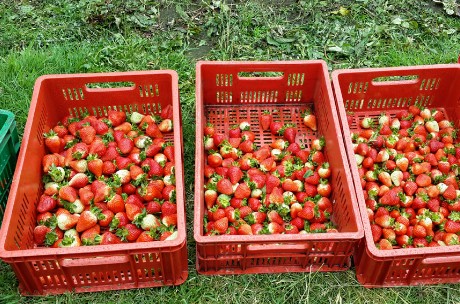 Fresas Tercera Calidad