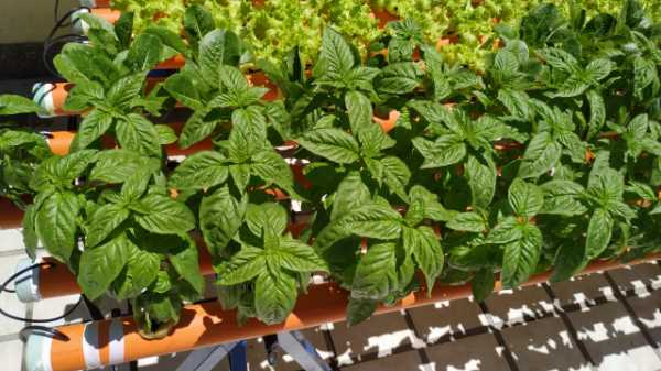 Albahaca hidropónica