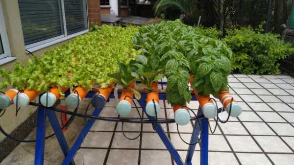 Lechuga Romana verde Hidropónica