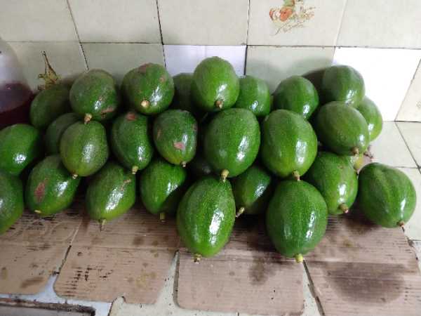 Aguacate chokette