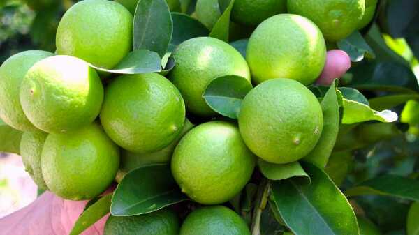 Limon criollo mejorado
