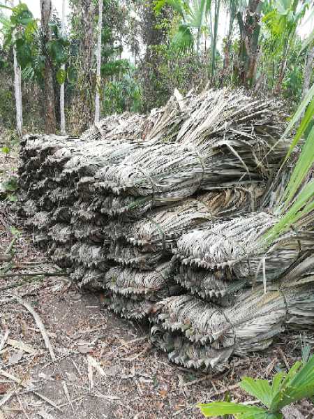 venta de palma amarga,para kiosco,cabañas,ranchos,bohios,techos ecologicos fresco