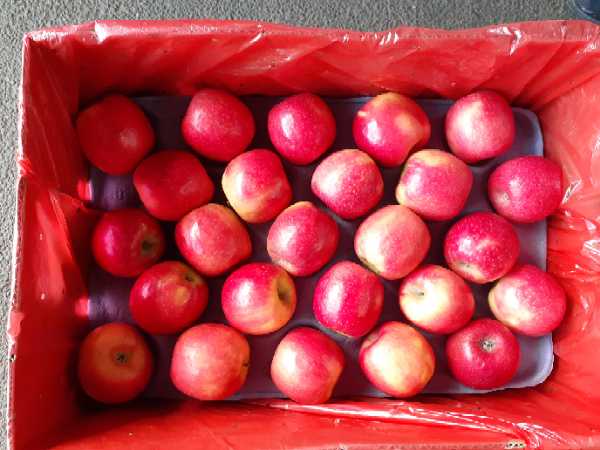 manzana pink lady calibre 100