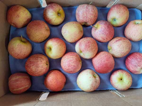manzana gala 100