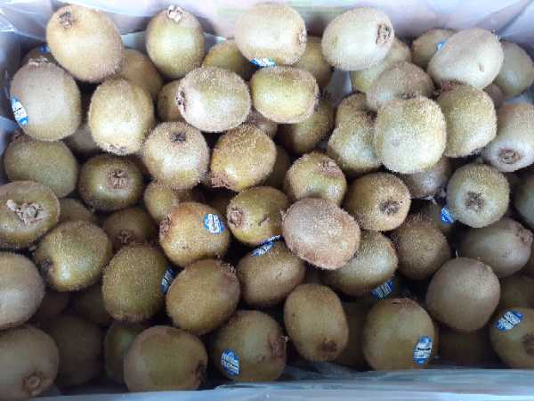 kiwi