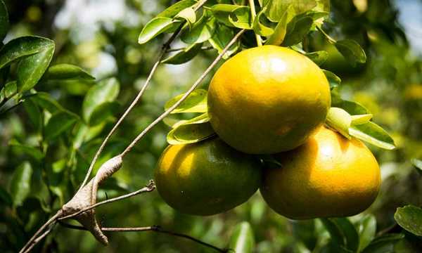 Venta de Mandarina Oneco