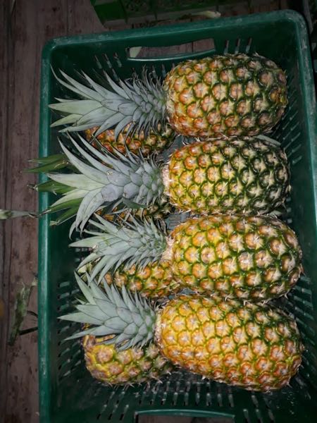 PIÑA OROMIEL