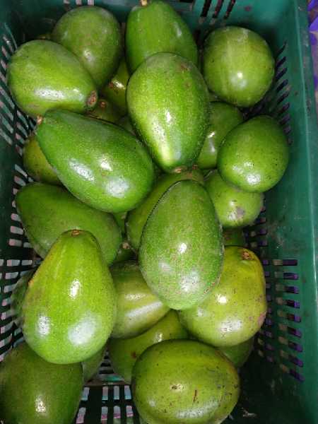 Aguacate papelillo