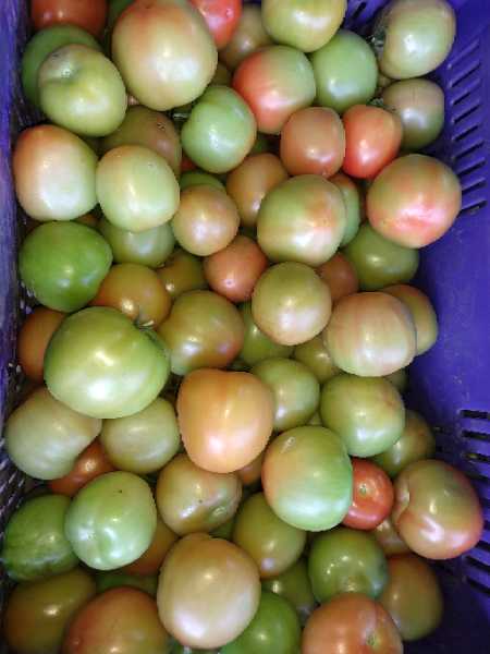 Tomate Chonto