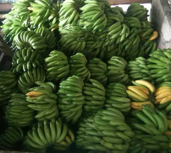 banano y  harton dominico