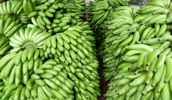 banano y harton dominico verde