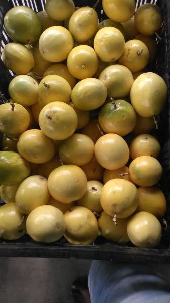 Maracuya