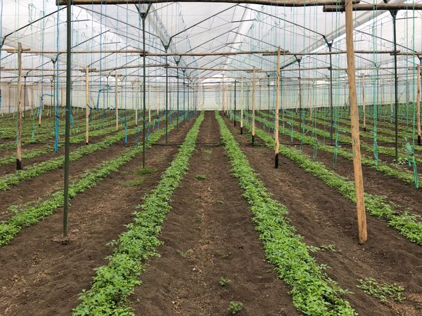 Plántulas de tomate y otros productos