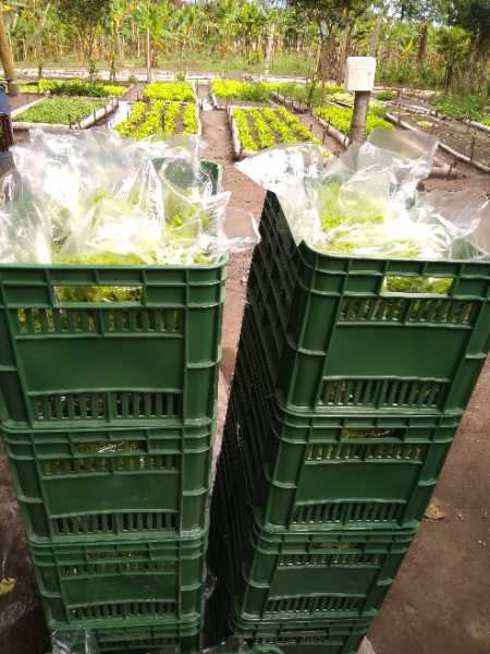 Hortalizas Piamonte ofrece lechuga crespa verde y morada