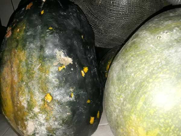 AUYAMA VENTA AL POR MAYOR
