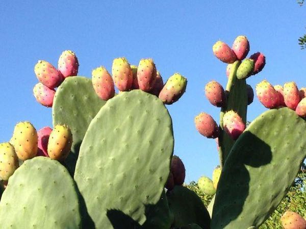 Higo y nopal de primera (120a180gramos)