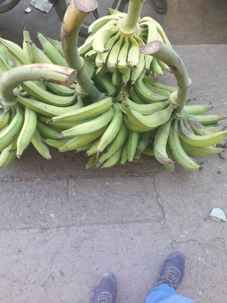 Plátano verde productos agrícola murillo
