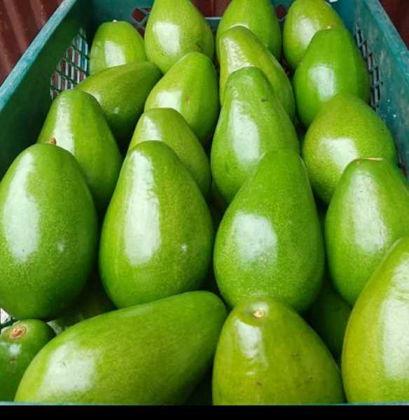 Aguacate