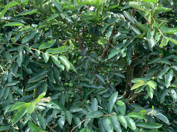 Guayaba Pera