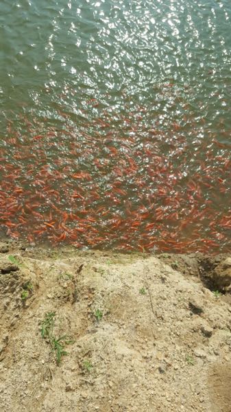 Mojarra Roja