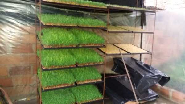 bandejas forraje verde hidroponico
